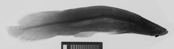 Media type: image;   Ichthyology 4776 Description: xray;  Aspect: lateral
